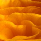Orange flower